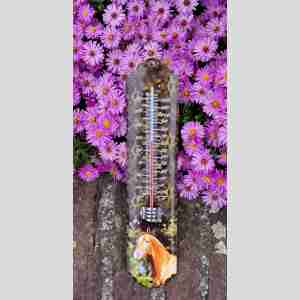 Thermometer Paard